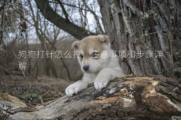狗狗打针怎么打，注意事项和步骤详解