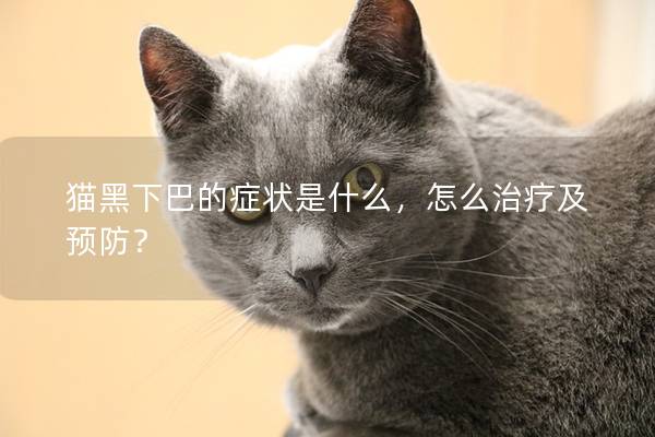 猫黑下巴的症状是什么，怎么治疗及预防？