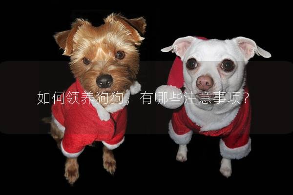 如何领养狗狗，有哪些注意事项？