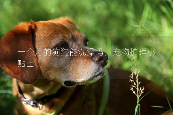 一个月的狗狗能洗澡吗，宠物护理小贴士