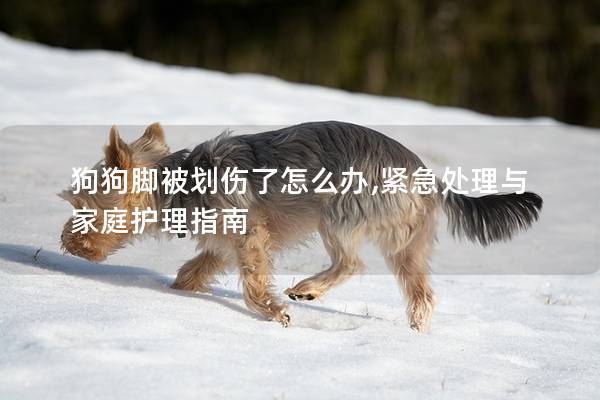 狗狗脚被划伤了怎么办,紧急处理与家庭护理指南
