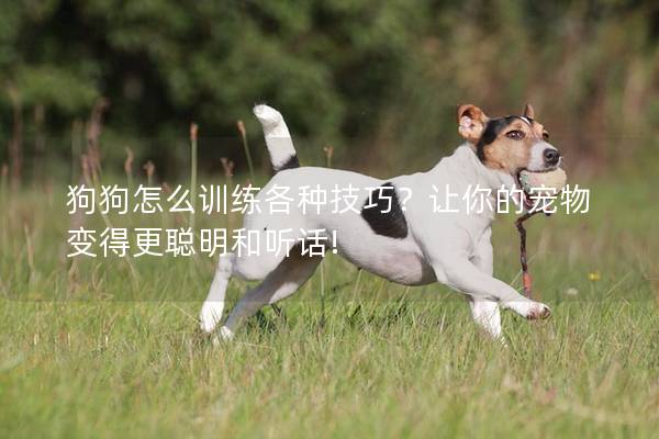 狗狗怎么训练各种技巧？让你的宠物变得更聪明和听话!
