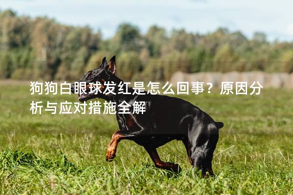 狗狗白眼球发红是怎么回事？原因分析与应对措施全解