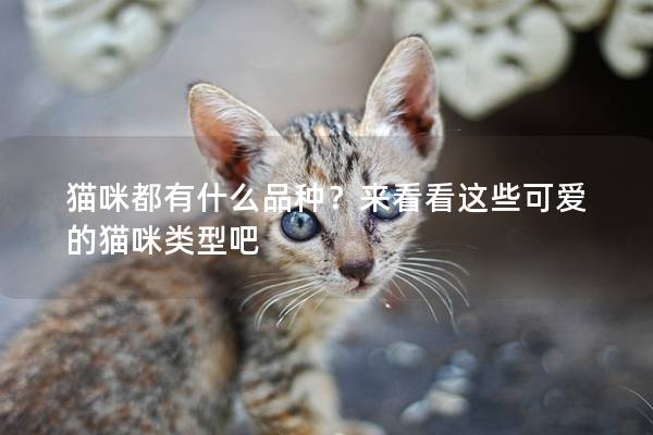 猫咪都有什么品种？来看看这些可爱的猫咪类型吧