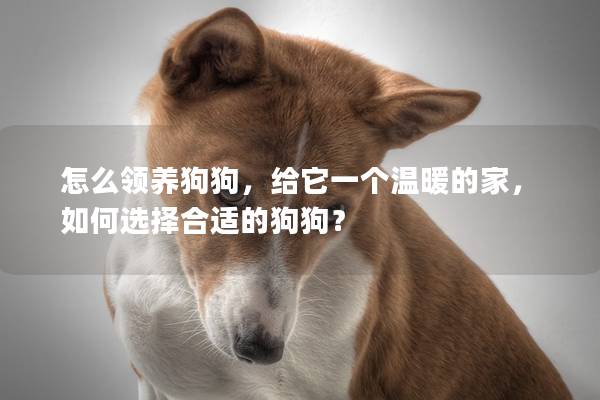怎么领养狗狗，给它一个温暖的家，如何选择合适的狗狗？