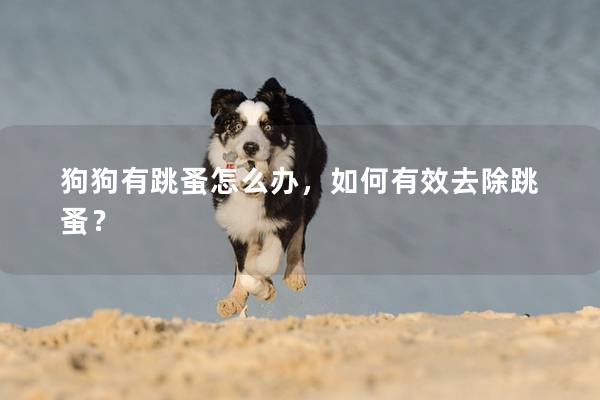 狗狗有跳蚤怎么办，如何有效去除跳蚤？