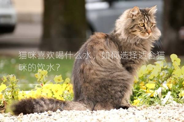 猫咪喜欢喝什么水，如何选择适合猫咪的饮水？