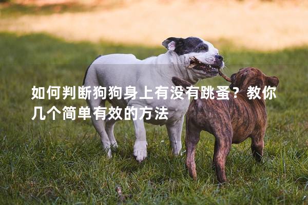 如何判断狗狗身上有没有跳蚤？教你几个简单有效的方法