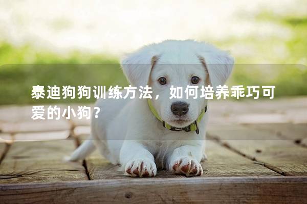 泰迪狗狗训练方法，如何培养乖巧可爱的小狗？