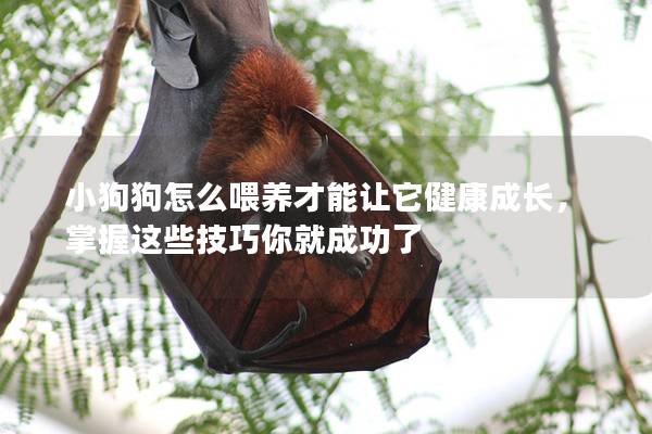 小狗狗怎么喂养才能让它健康成长，掌握这些技巧你就成功了