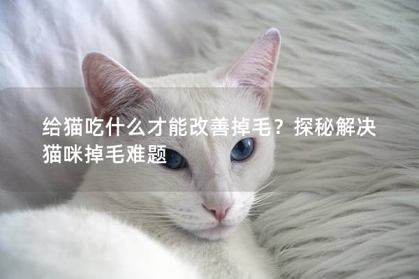给猫吃什么才能改善掉毛？探秘解决猫咪掉毛难题