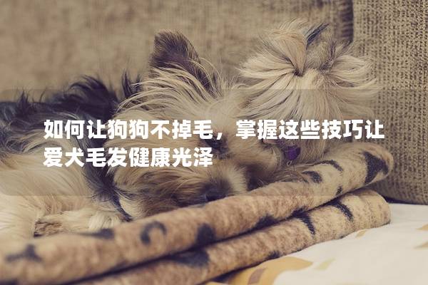 如何让狗狗不掉毛，掌握这些技巧让爱犬毛发健康光泽