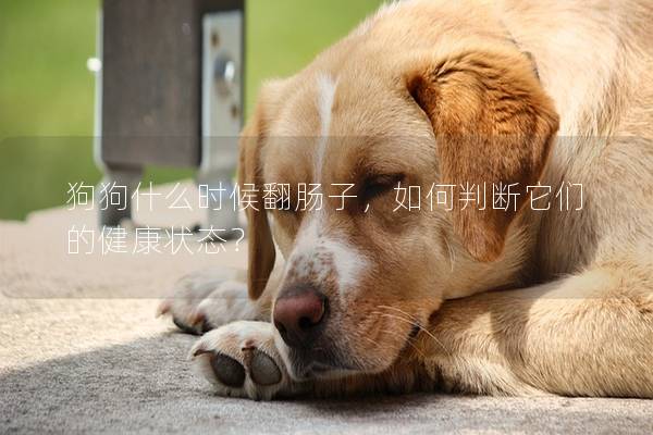 狗狗什么时候翻肠子，如何判断它们的健康状态？