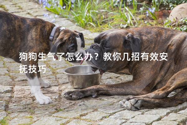 狗狗生气了怎么办？教你几招有效安抚技巧