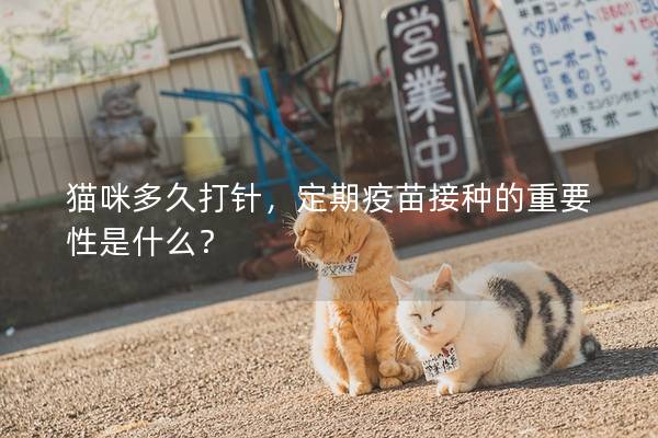 猫咪多久打针，定期疫苗接种的重要性是什么？