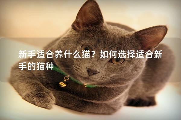 新手适合养什么猫？如何选择适合新手的猫种