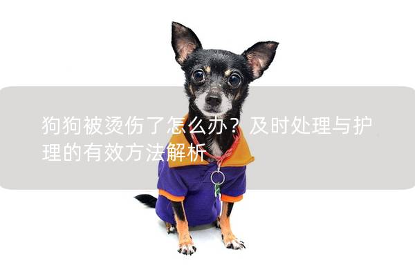 狗狗被烫伤了怎么办？及时处理与护理的有效方法解析