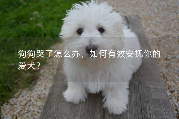 狗狗哭了怎么办，如何有效安抚你的爱犬？