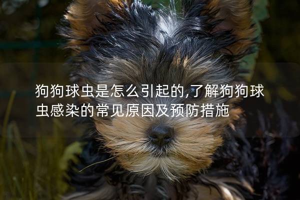 狗狗球虫是怎么引起的,了解狗狗球虫感染的常见原因及预防措施