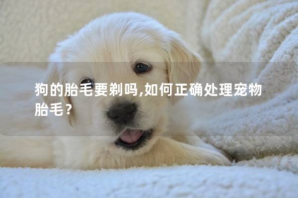 狗的胎毛要剃吗,如何正确处理宠物胎毛？