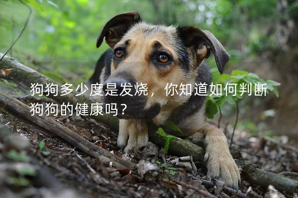 狗狗多少度是发烧，你知道如何判断狗狗的健康吗？