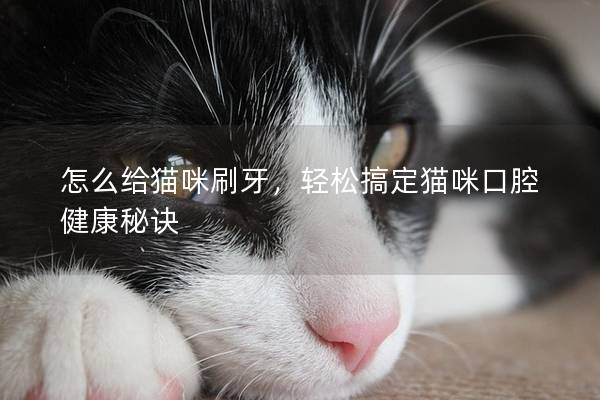怎么给猫咪刷牙，轻松搞定猫咪口腔健康秘诀