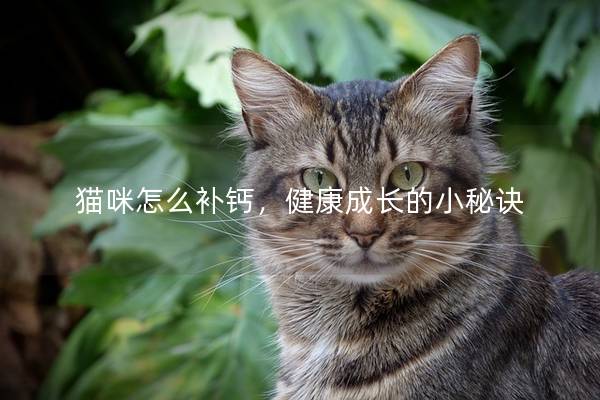 猫咪怎么补钙，健康成长的小秘诀