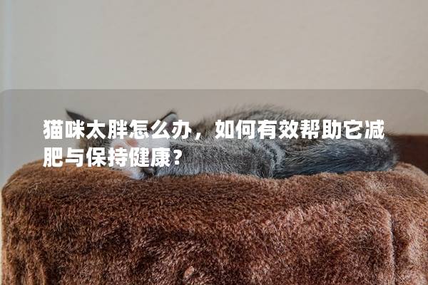 猫咪太胖怎么办，如何有效帮助它减肥与保持健康？