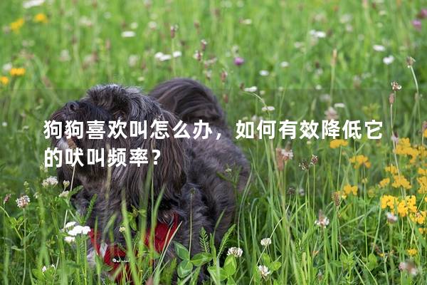 狗狗喜欢叫怎么办，如何有效降低它的吠叫频率？