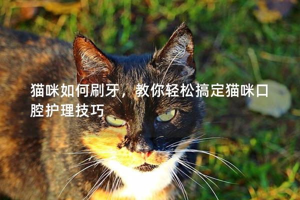 猫咪如何刷牙，教你轻松搞定猫咪口腔护理技巧