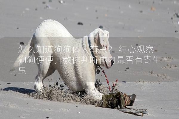 怎么知道狗狗体内有虫？ 细心观察狗狗便便，教你判断体内是否有寄生虫