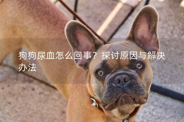 狗狗尿血怎么回事？探讨原因与解决办法