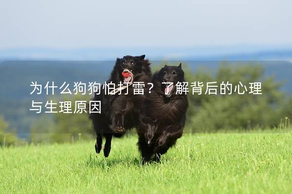 为什么狗狗怕打雷？了解背后的心理与生理原因