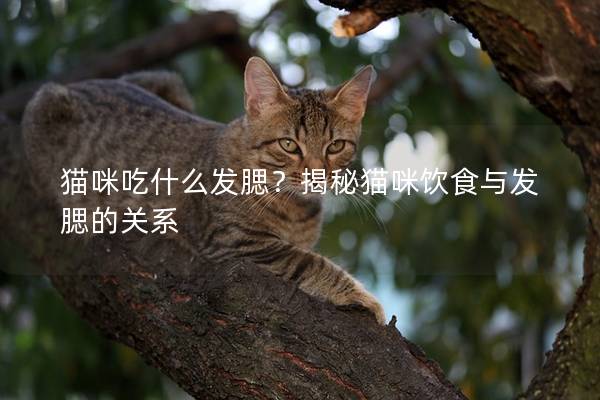 猫咪吃什么发腮？揭秘猫咪饮食与发腮的关系
