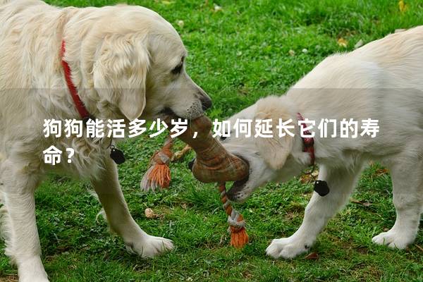 狗狗能活多少岁，如何延长它们的寿命？