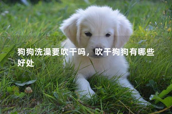 狗狗洗澡要吹干吗，吹干狗狗有哪些好处