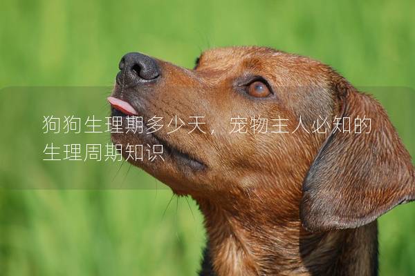 狗狗生理期多少天，宠物主人必知的生理周期知识