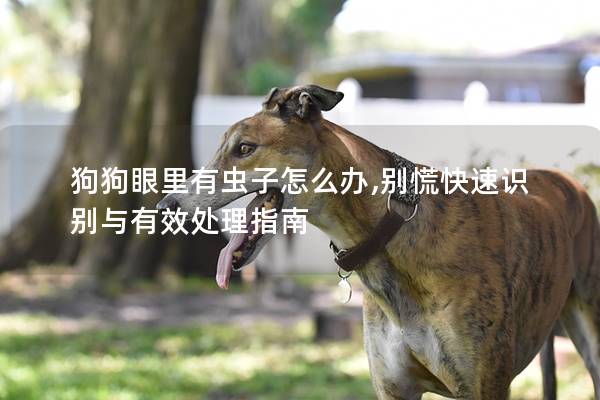 狗狗眼里有虫子怎么办,别慌快速识别与有效处理指南