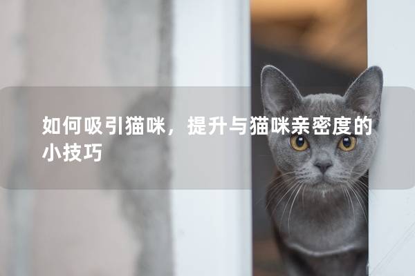 如何吸引猫咪，提升与猫咪亲密度的小技巧