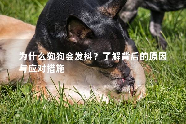 为什么狗狗会发抖？了解背后的原因与应对措施