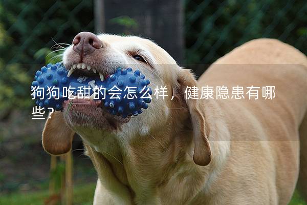 狗狗吃甜的会怎么样，健康隐患有哪些？