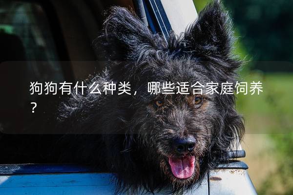 狗狗有什么种类，哪些适合家庭饲养？