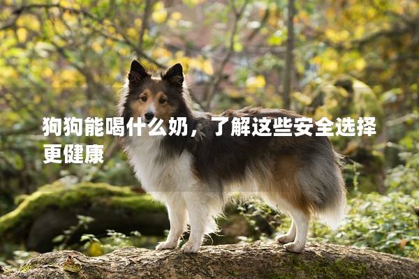狗狗能喝什么奶，了解这些安全选择更健康