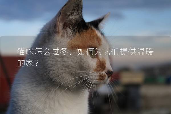 猫咪怎么过冬，如何为它们提供温暖的家？