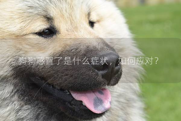 狗狗感冒了是什么症状，如何应对？