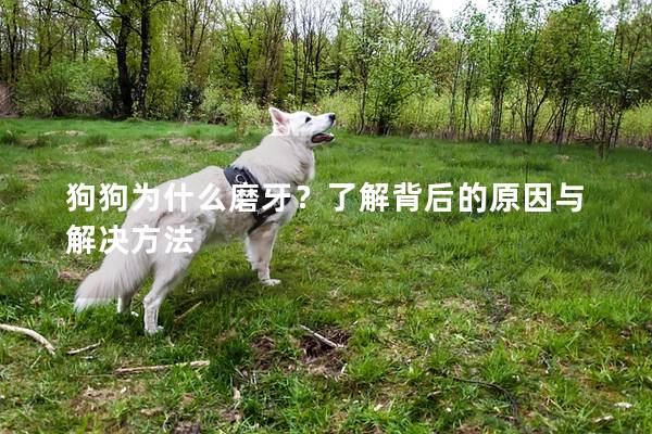 狗狗为什么磨牙？了解背后的原因与解决方法