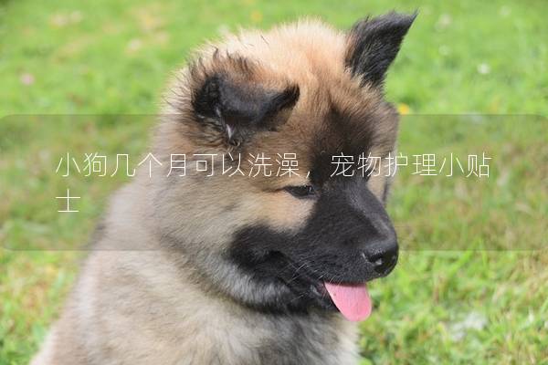 小狗几个月可以洗澡，宠物护理小贴士