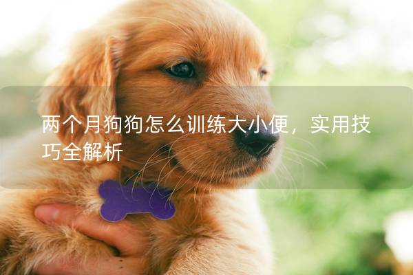 两个月狗狗怎么训练大小便，实用技巧全解析
