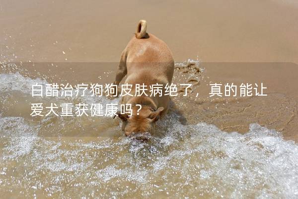 白醋治疗狗狗皮肤病绝了，真的能让爱犬重获健康吗？