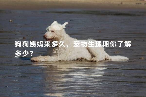 狗狗姨妈来多久，宠物生理期你了解多少？